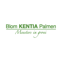 Blom - Kentia Palmen